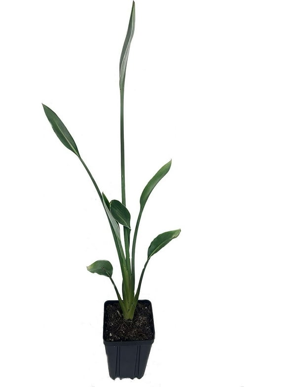 Leafless Orange Bird of Paradise - Live Plant in a 4 Inch Pot - Strelitzia Juncea - Extremely Rare and Stunning Tropical Evergreen Plant