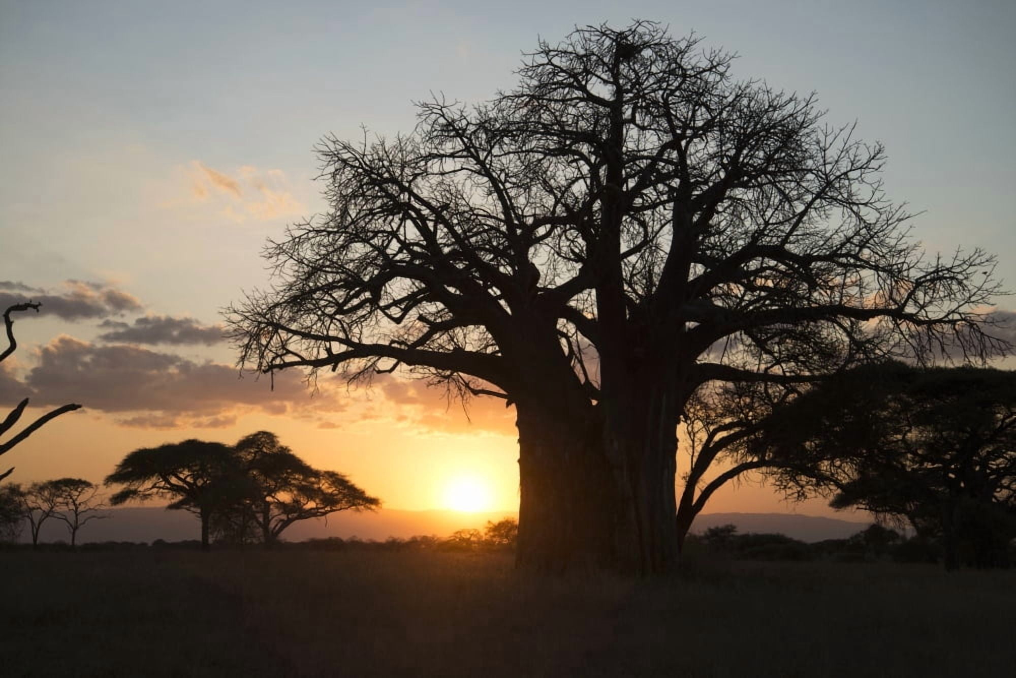 Leafless baobab tree at sunset Tarangire National Park Tanzania Canvas Art - Kenneth Whitten Design Pics (38 x 24)
