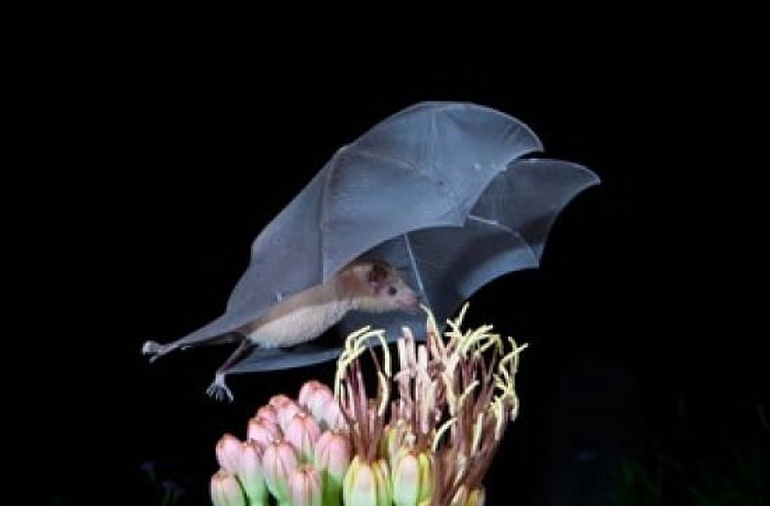 Leafnosed Fruit Bat Arizona USA Canvas Art - Alice Garland DanitaDelimont (17 x 11)