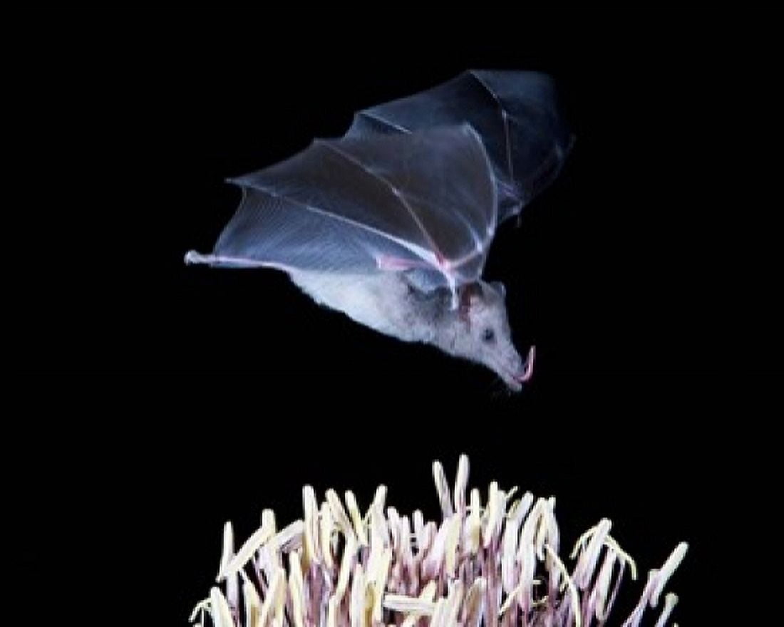 Leafnosed fruit bat agave Tucson Arizona USA Canvas Art - Alice Garland DanitaDelimont (16 x 20)