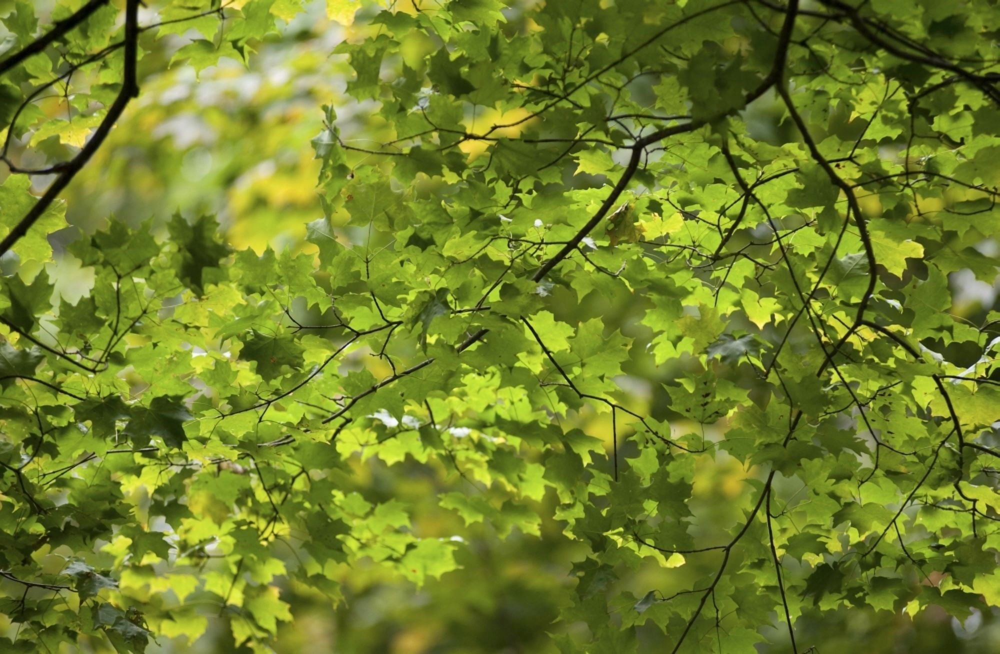Leafy Branches Muskoka Ontario Canada Canvas Art - Keith Levit Design Pics (17 x 11)