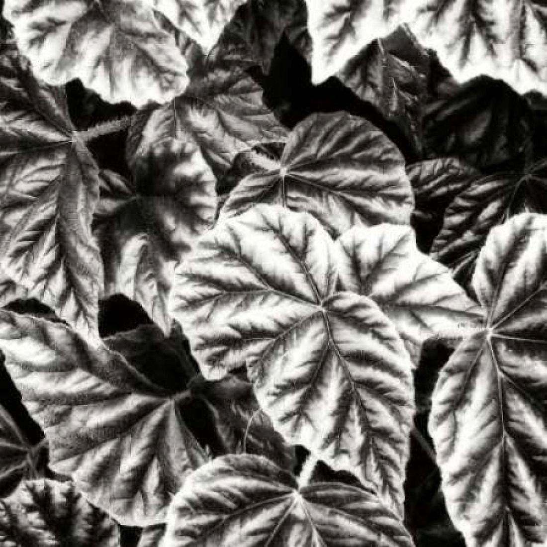 Leafy Collage II Canvas Art - Alan Hausenflock (24 x 24)