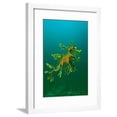 thumbnail image 1 of Leafy Seadragon an Example of Brilliant Camouflage, Animals World Culture Framed Art Print Wall Art Sold by Art.Com, 1 of 6
