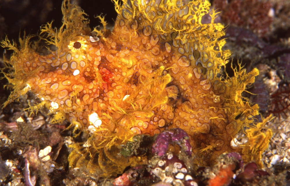 Leafy scorpionfish Indonesia Canvas Art - Beverly FactorStocktrek Images (35 x 23)