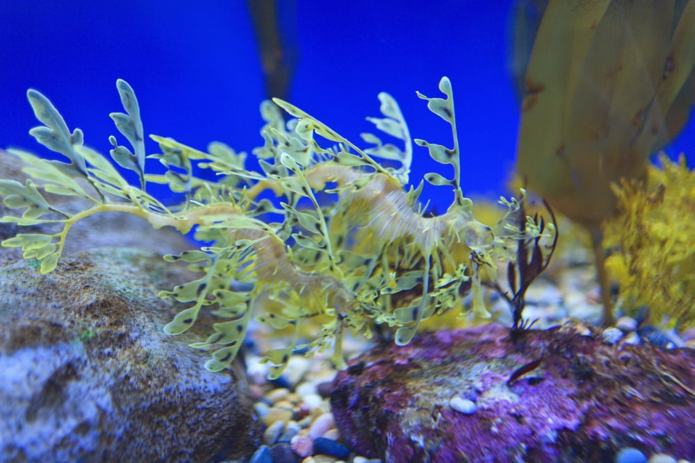 Leafy seadragon (phycodurus eques) at the monterey bay aquariumMonterey california united states of america Canvas Art - Stuart Westmorland Design Pics (38 x 24)