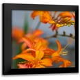 thumbnail image 1 of Leahy, Ike 20x20 Black Modern Framed Museum Art Print Titled - Orange Lilies I, 1 of 5
