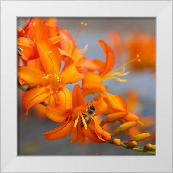 Leahy, Ike 20x20 White Modern Wood Framed Museum Art Print Titled - Orange Lilies II