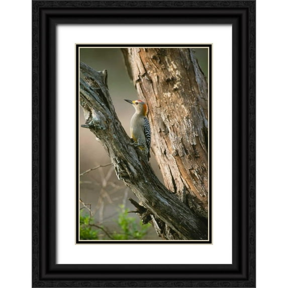Leahy, Ike 23x32 Black Ornate Wood Framed with Double Matting Museum Art Print Titled - Ladder Back Woodpecker