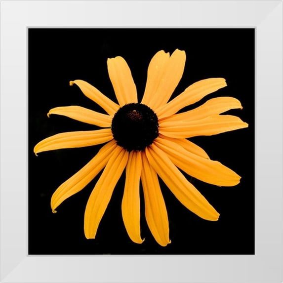 Leahy, Ike 26x26 White Modern Wood Framed Museum Art Print Titled - Rebecca Daisy