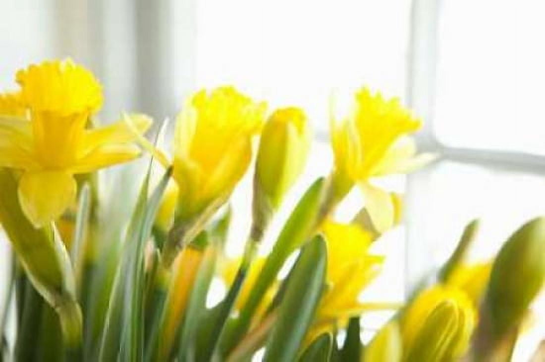 Leaning Daffodils Canvas Art - Karyn Millet (24 x 36)