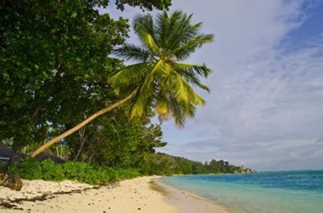 Leaning palm Anse-Source DArgent Beach Seychelles Africa Canvas Art - Alison Wright DanitaDelimont (17 x 11)