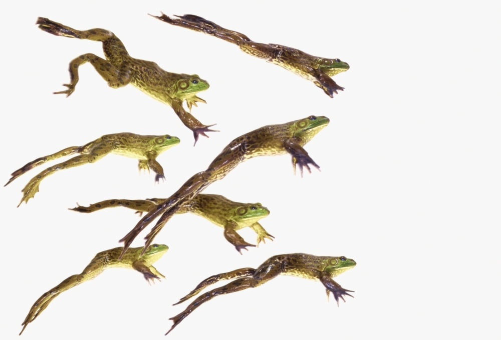 Leaping frogsBritish columbia canada Canvas Art - Thomas Kitchin & Victoria Hurst Design Pics (18 x 12)