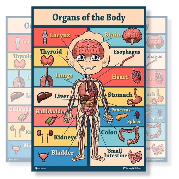 Learning Human Organs Anatomy educational Laminated poster for classroom kids teaching tool Young N Refined (18x24)