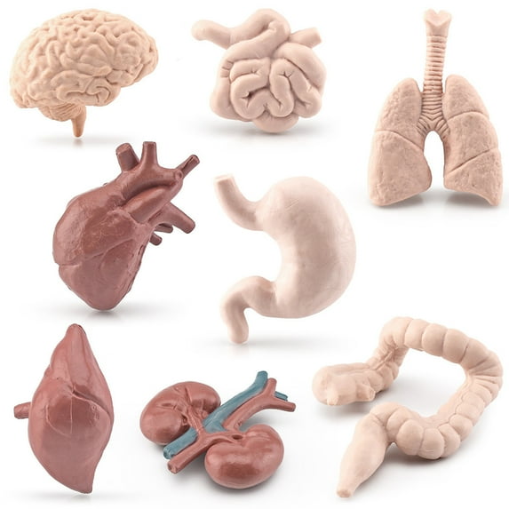 Learning Resources Anatomy Model - 8 Pieces, with Heart Brain Stomach Lung Kidney Liver Small/Large Intestine , STEM kits, Educational Science Toys