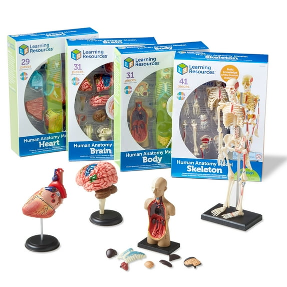 Learning Resources Anatomy Models Bundle Set 4 STEM Teacher Supplies Ages 8