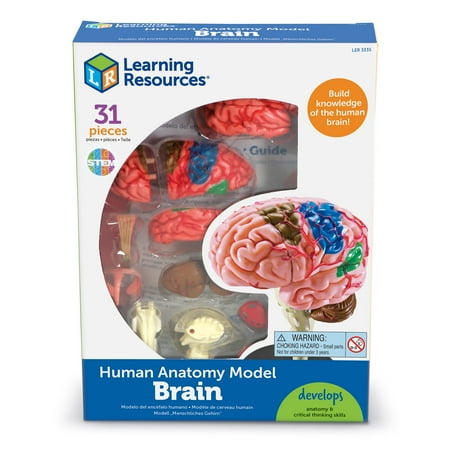 Learning Resources Brain Model - Anatomy and Science Classroom Must Haves, Human Body