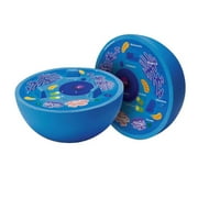 Learning Resources Cross-Section Animal Cell Model