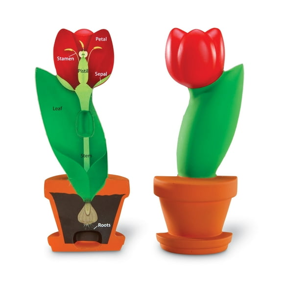 Learning Resources Cross-Section Flower Model - Foam Flowers with Stem, Biology Plant