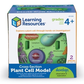 Learning Resources Cross-Section Plant Cell Model - 2 Pieces, Grades 4+ Plant Anatomy for Kids, STEM Classroom Supplies, Science Exploration Activities, Science Classroom Accessories