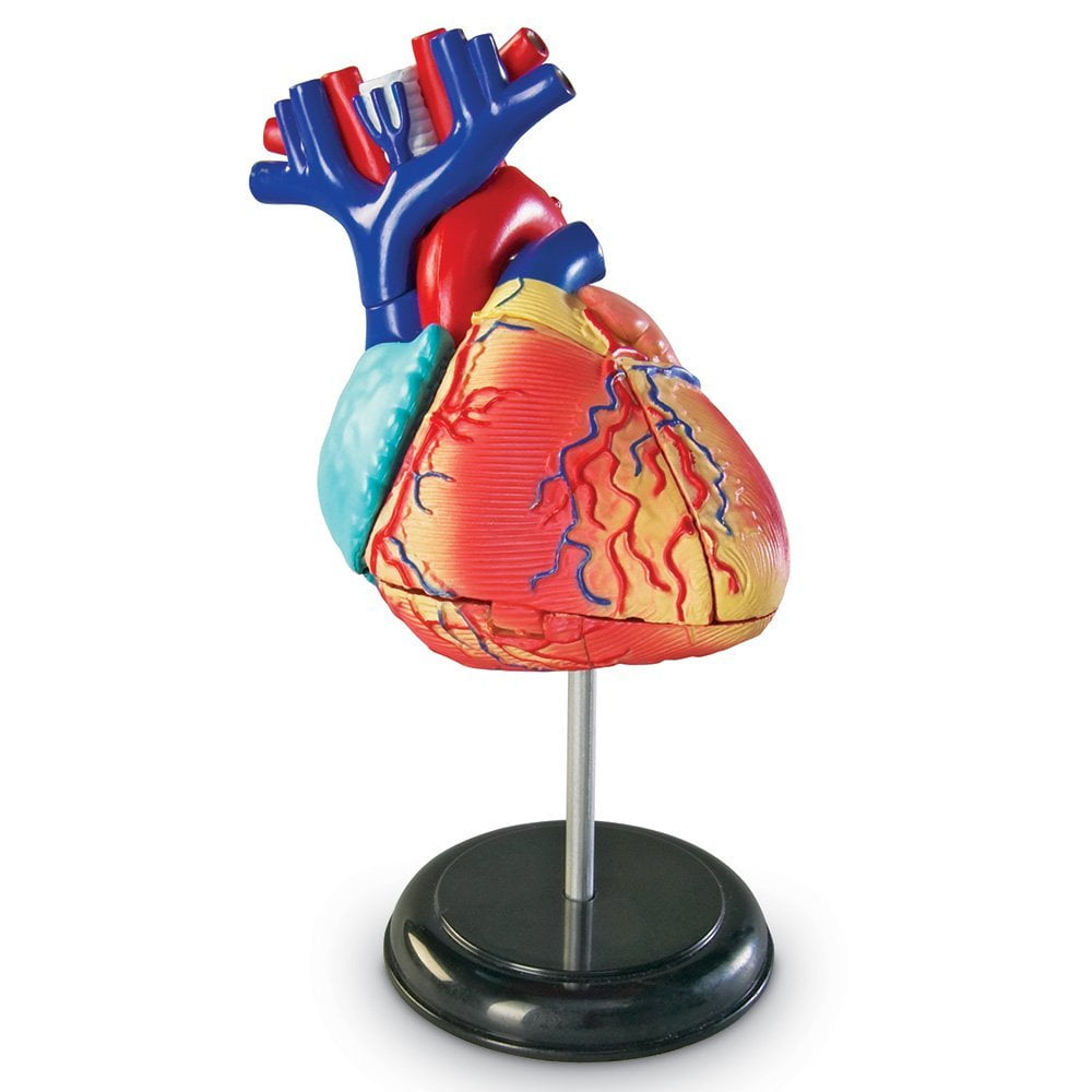 Learning Resources Heart Anatomy Model, Anatomy for Kids Ages 8 and Up ...