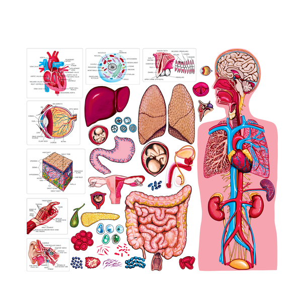 Little Folk Visuals Human Body Learning Toy Set for Kids, Toddler Science Educational Kits, 34" Anatomy Learning Kits