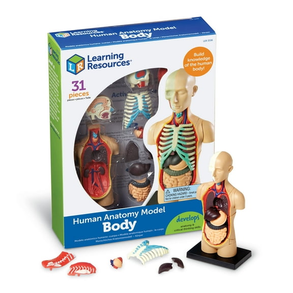 Learning Resources Human Body Anatomy Model, Classroom Supplies Ages 8