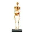 thumbnail image 1 of Learning Resources Skeleton Anatomy Model, 1 of 5