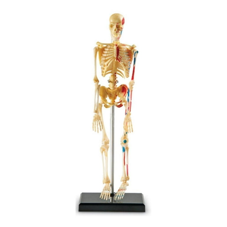 Learning Resources® Human Skeleton Model, Classroom Supplies, Ages