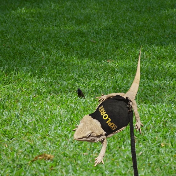 Leashes for Small | Bearded Clothes With Leash Set for Small Pig | Outdoor Walking Training Harness Hand Made Photo Prop
