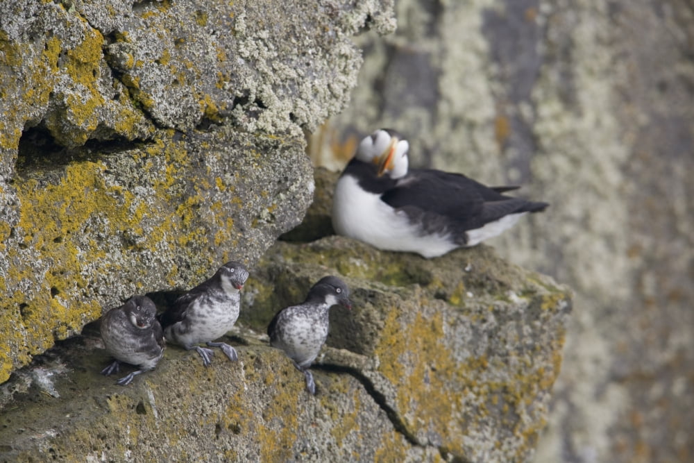 Least Auklets Perched On A Narrow Ledge With Horned Puffin In Background Saint Paul Island Pribilof Islands Bering Sea Southwest Alaska Summer Canvas Art - Milo Burcham Design Pics (17 x 11)