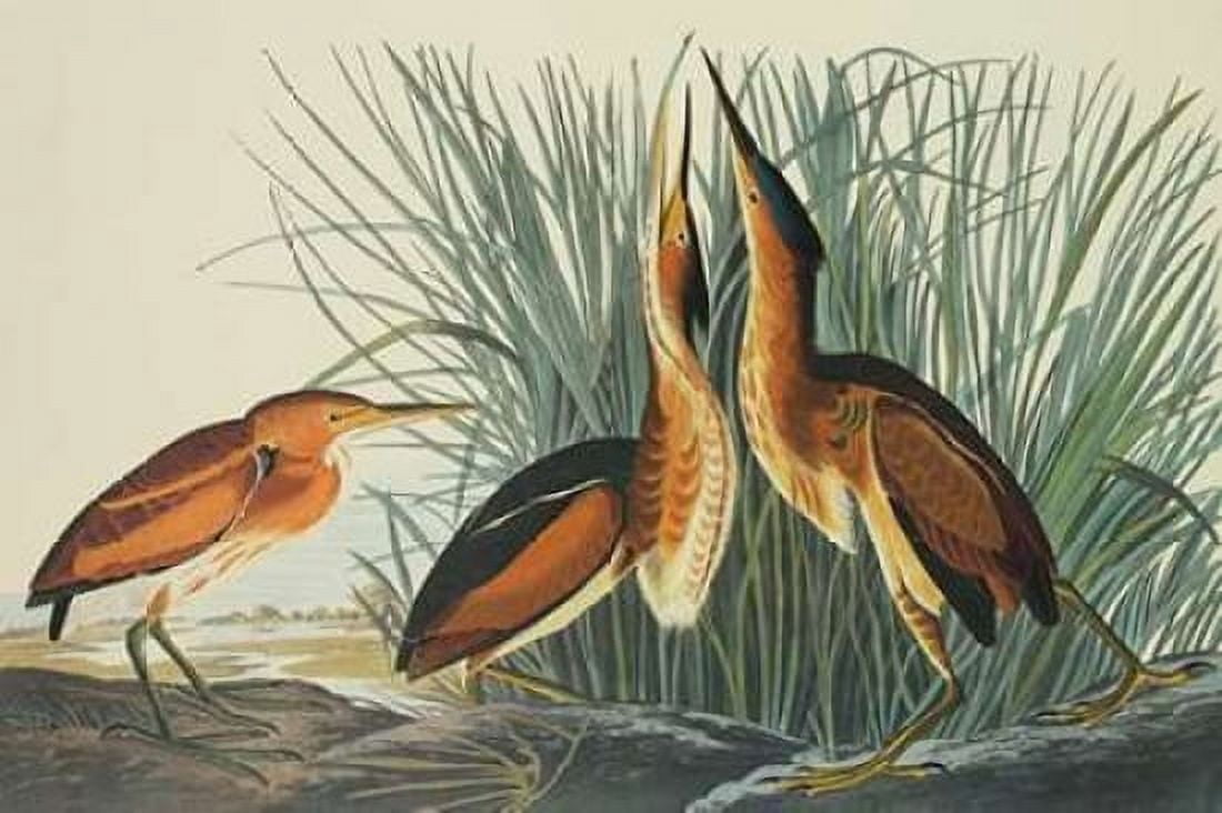 Least Bittern Canvas Art - John James Audubon (12 x 18)