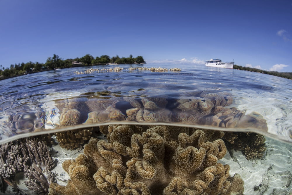 Leather corals grow in the shallow waters in the Solomon Islands Canvas Art - Ethan DanielsStocktrek Images (34 x 23)
