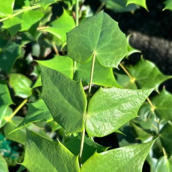 Leatherleaf Mahonia - 3 Gallon Pot, Live Evergreen Shrub, Full/Part Sun/Full Shade