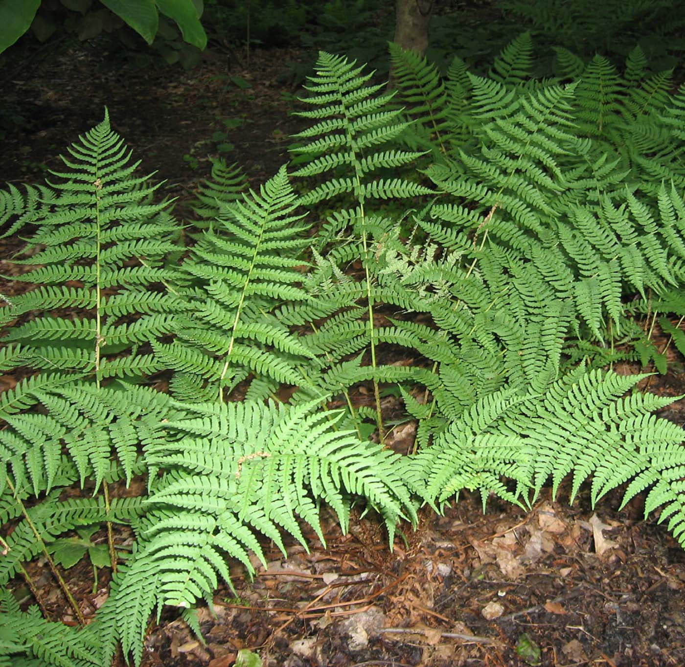 Leatherwood Eastern Wood Fern - Dryopteris marginalis - Quart Pot ...