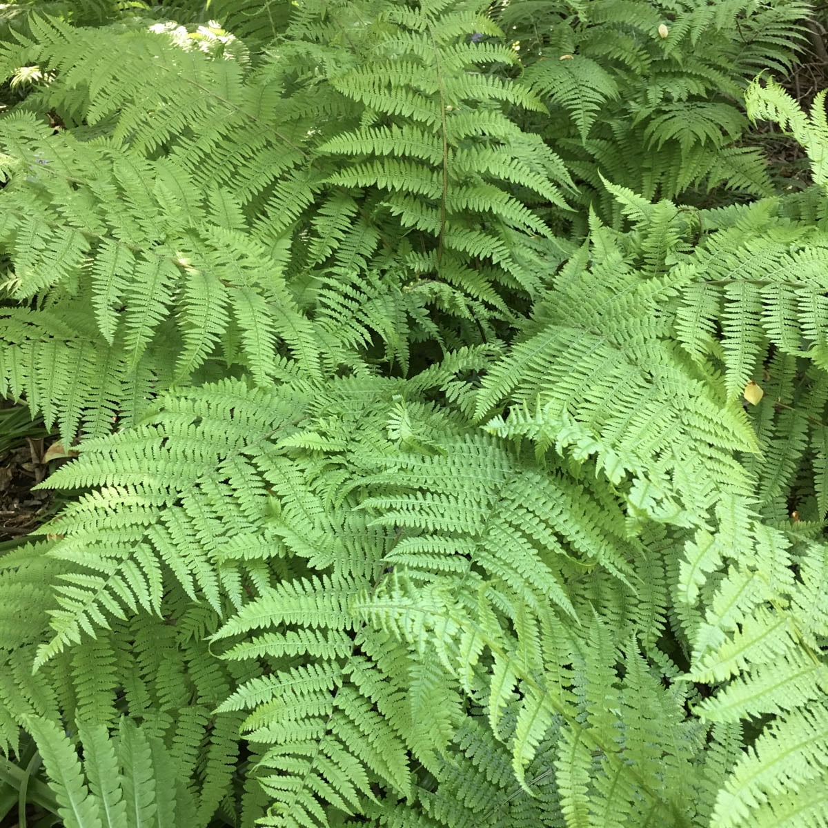 Leatherwood Fern Dormant Bare Root Perennial Plant Pack