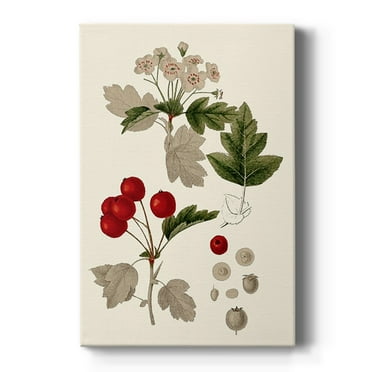 Leaves & Berries III Premium Gallery Wrapped Canvas - Ready to Hang