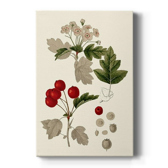 Leaves & Berries III Premium Gallery Wrapped Canvas - Ready to Hang