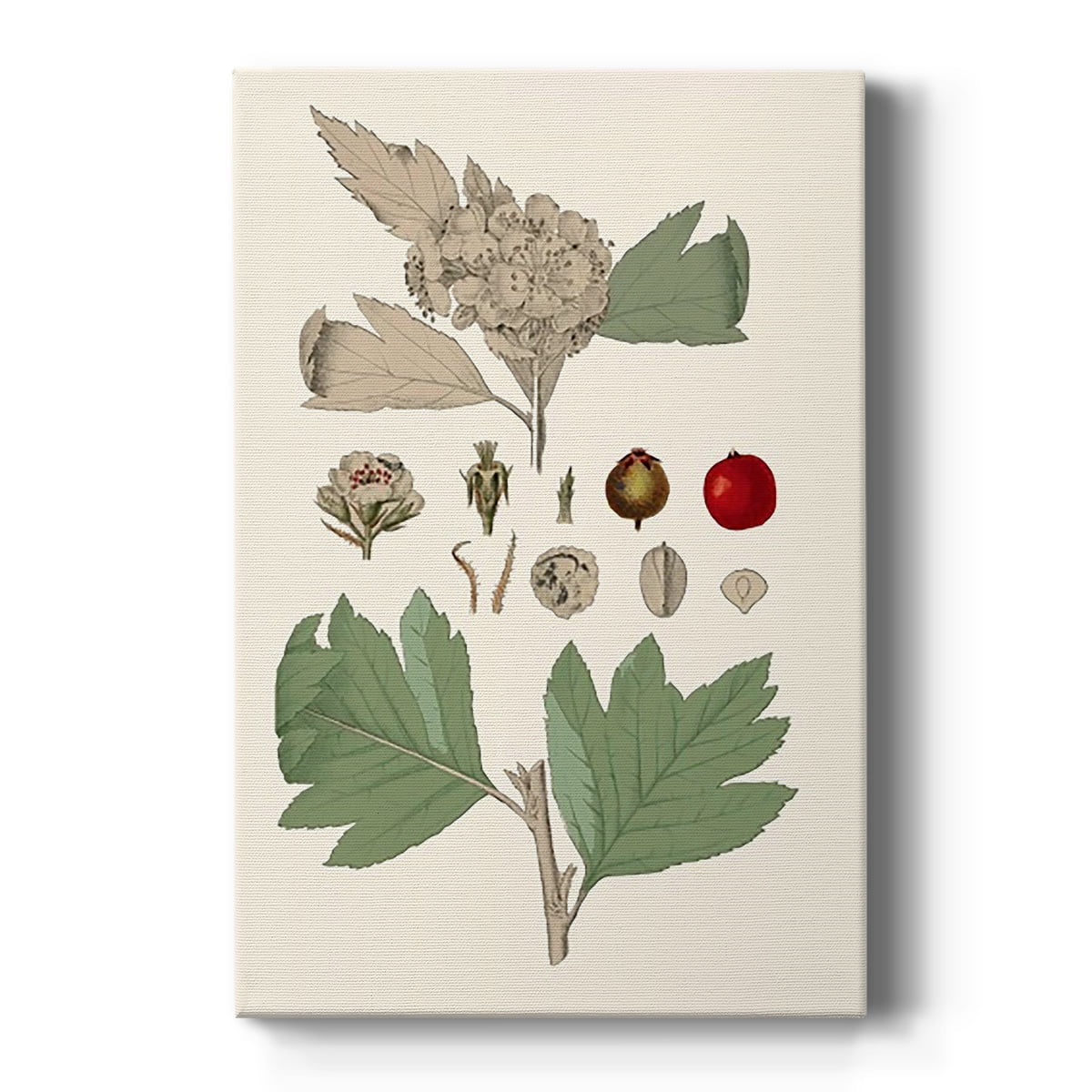Leaves & Berries IV Premium Gallery Wrapped Canvas - Ready to Hang