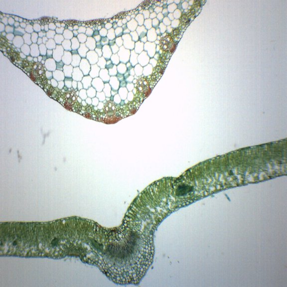 Leaves Composite - Cross Section - Prepared Microscope Slide - 75 x 25mm - Biology & Microscopy - Eisco Labs