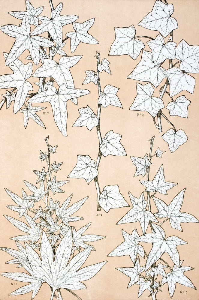 Leaves And Flowers From Nature No 3 Plate Xciii From The Grammar Of Ornament By Owen Jones Published By Day & Son London 1865 Canvas Art - Ken Welsh Design Pics (24 x 36)