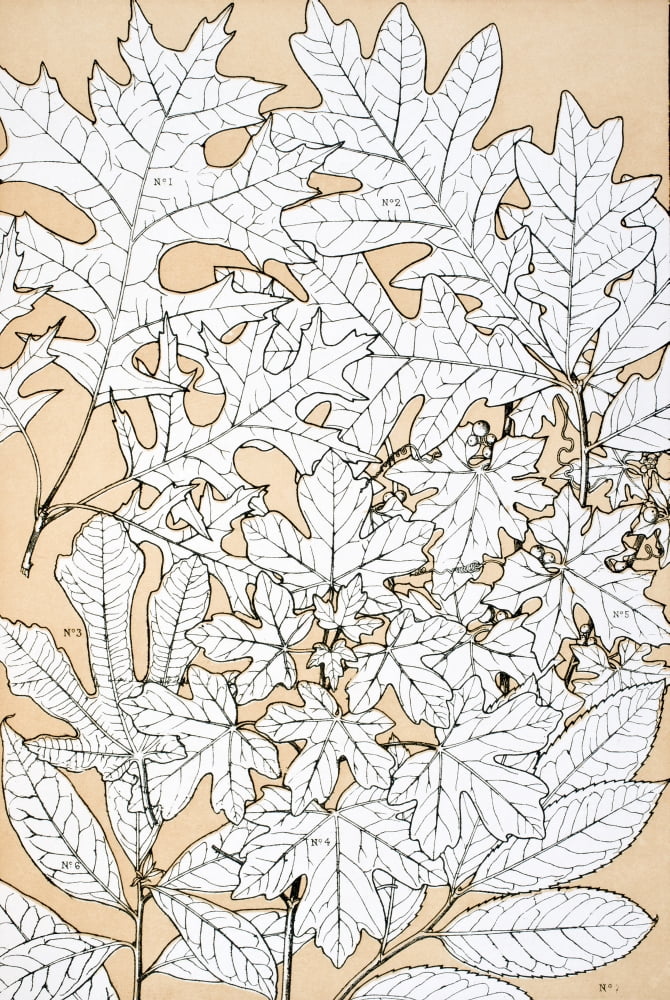 Leaves And Flowers From Nature No 4 Plate Xciv From The Grammar Of Ornament By Owen Jones Published By Day & Son London 1865 Canvas Art - Ken Welsh Design Pics (12 x 18)