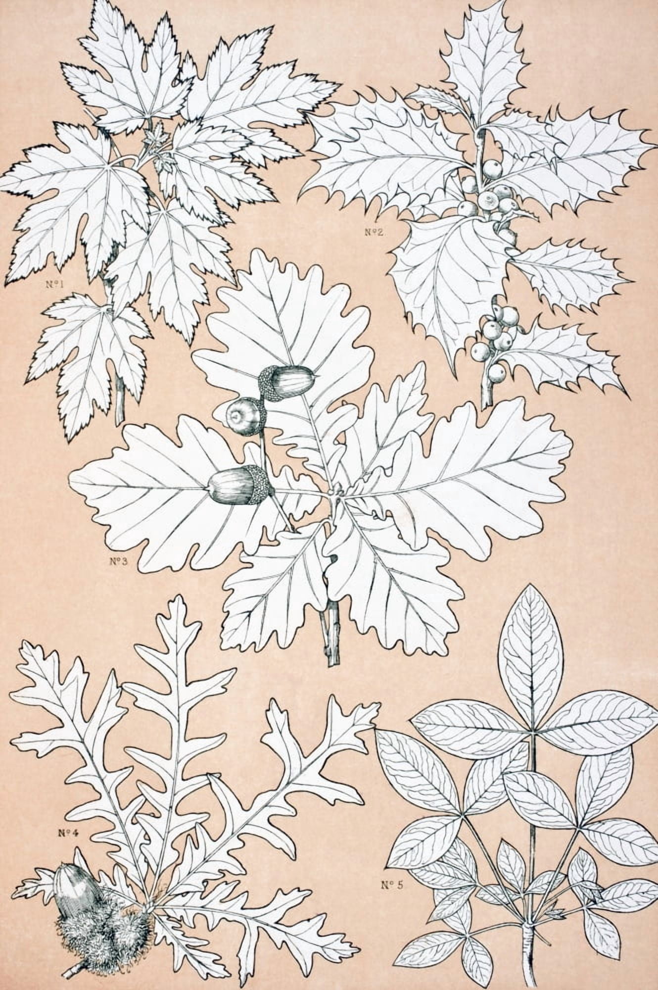 Leaves And Flowers From Nature No 5 Plate Xcv From The Grammar Of Ornament By Owen Jones Published By Day & Son London 1865 Canvas Art - Ken Welsh Design Pics (11 x 17)