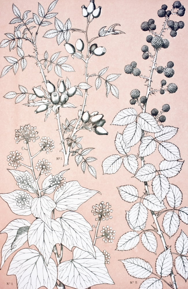 Leaves And Flowers From Nature No 6 Plate Xcvi From The Grammar Of Ornament By Owen Jones Published By Day & Son London 1865 Canvas Art - Ken Welsh Design Pics (11 x 18)