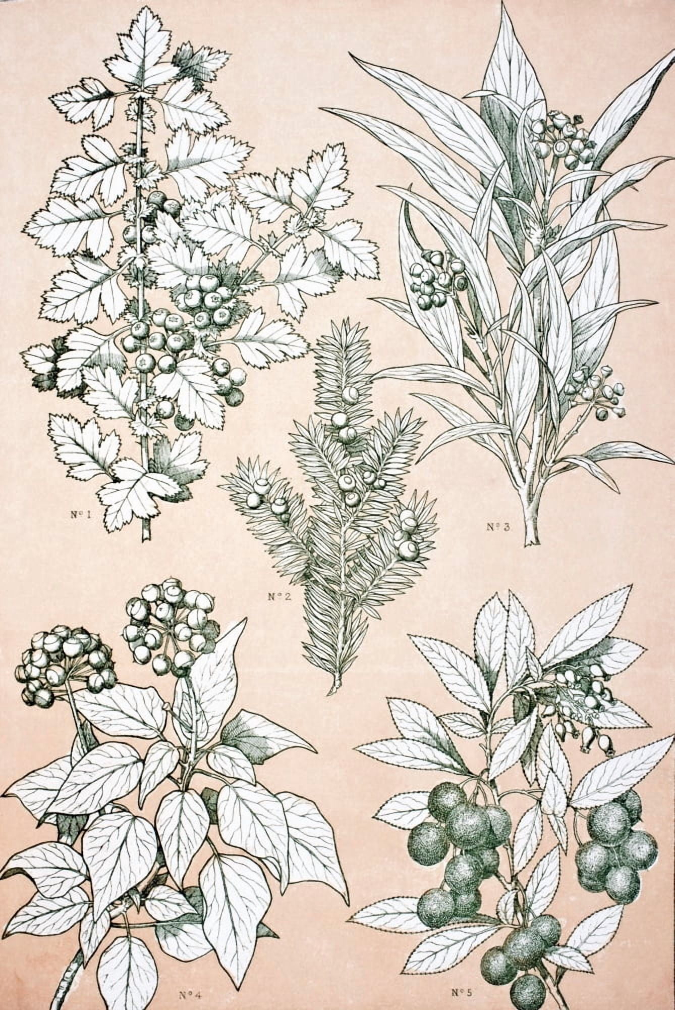 Leaves And Flowers From Nature No 7 Plate Xcvii From The Grammar Of Ornament By Owen Jones Published By Day & Son London 1865 Canvas Art - Ken Welsh Design Pics (24 x 36)