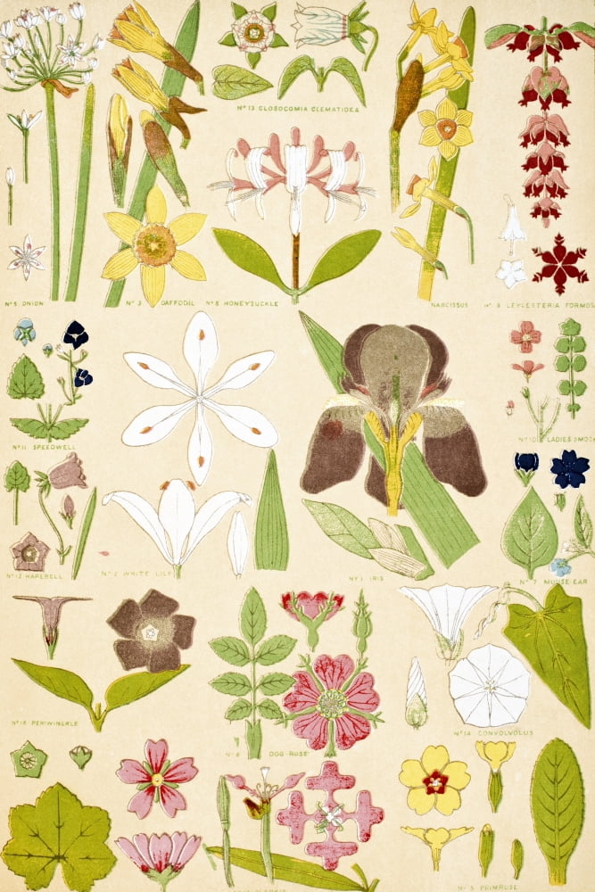 Leaves And Flowers From Nature No 8 Plate Xcviii From The Grammar Of Ornament By Owen Jones Published By Day & Son London 1865 Canvas Art - Ken Welsh Design Pics (12 x 18)