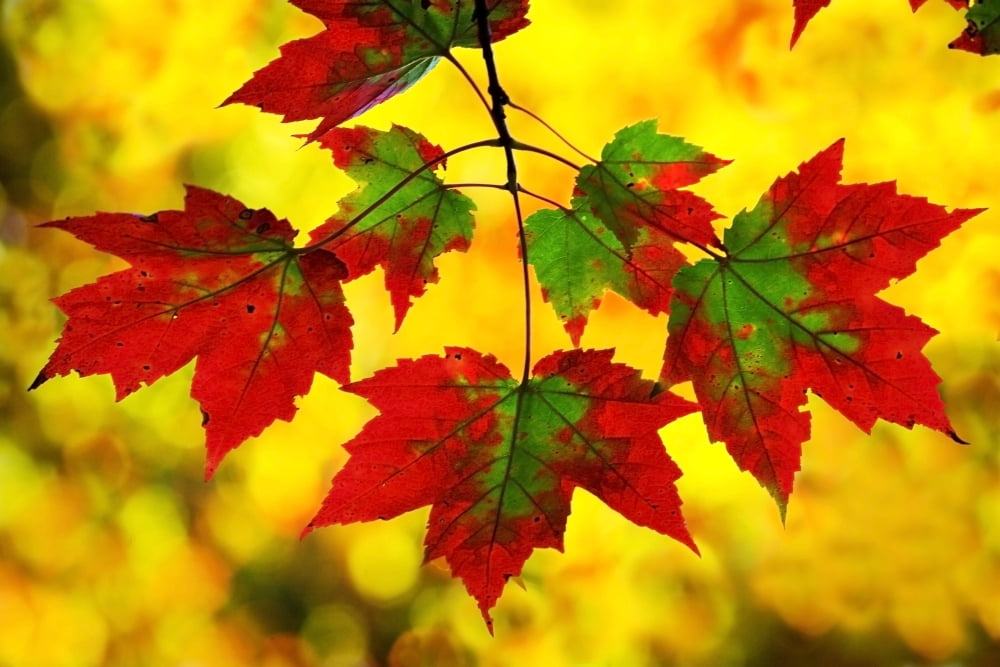 Leaves In Autumn Canvas Art - Richard Wear Design Pics (34 x 22)