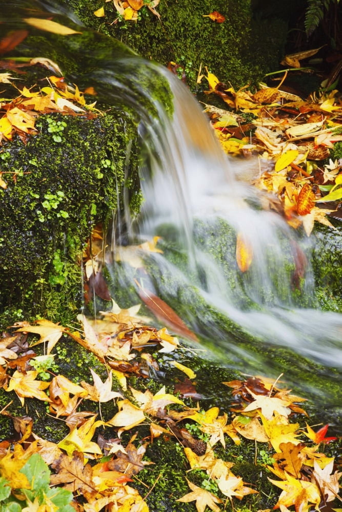 Leaves In Autumn Colours At Crystal Springs Gardens Portland Oregon United States of America Canvas Art - Craig Tuttle Design Pics (12 x 19)