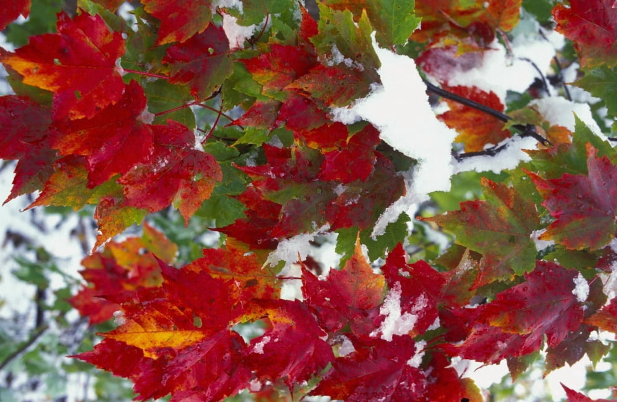 Leaves In Snow Canvas Art - David Chapman Design Pics (34 x 22)