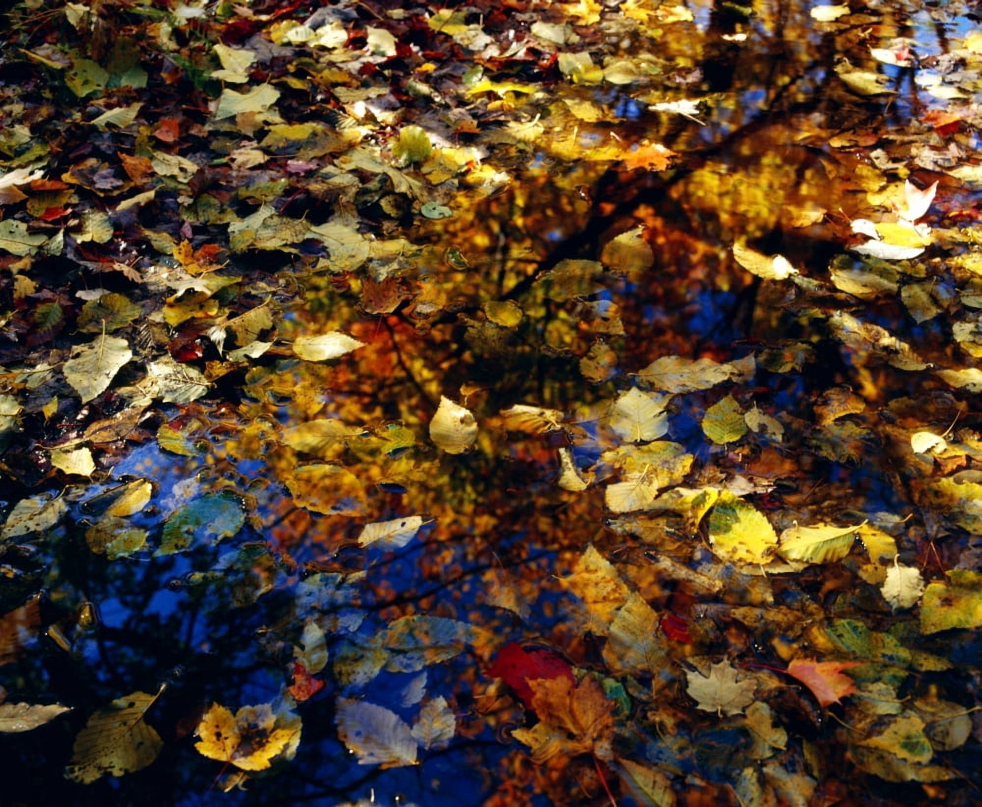 Leaves In Water Puddle Canvas Art - David Chapman Design Pics (32 x 26)