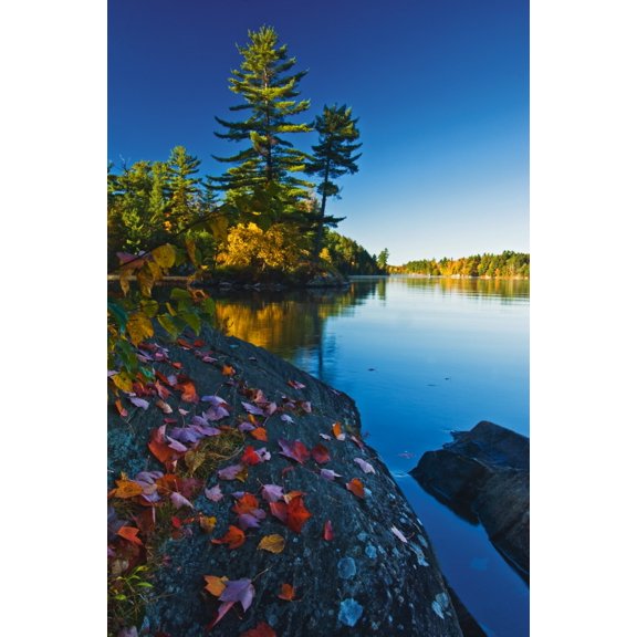 Leaves On Rock Killarney Provincial Park Ont Canvas Art - Mike Grandmaison Design Pics (12 x 18)